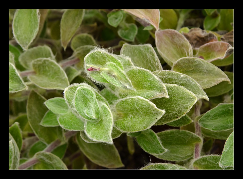 Kitten Ears Plant at Michigan's Hidden Lake Gardens Flickr