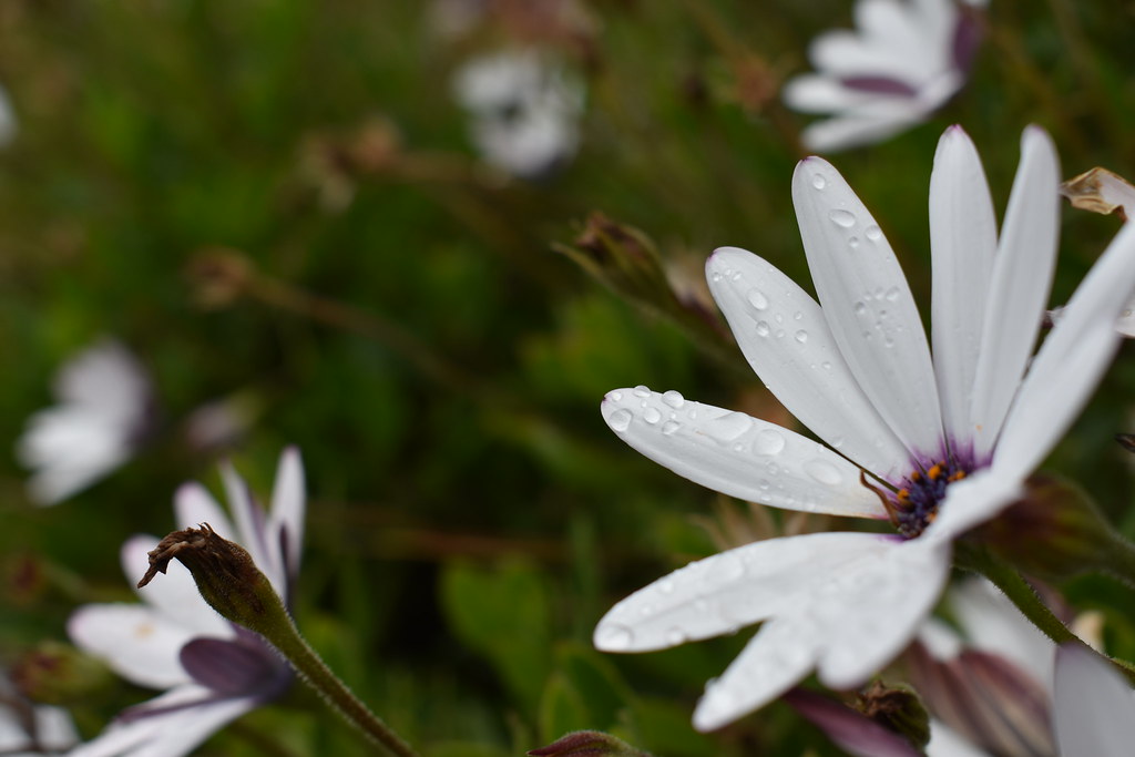 Flowers, Plants and more Flickr