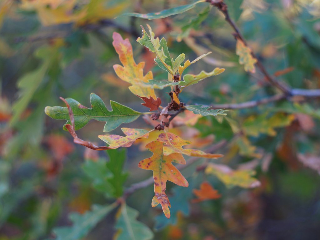 Scrub Oak Leaves Photo Sony NEX5N + Yashinon 5cm, f2.0 Dan Nitsua
