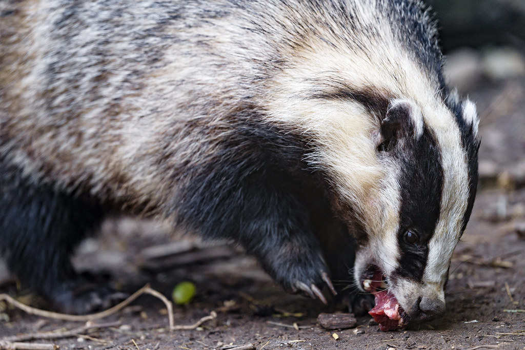 Badger Eating