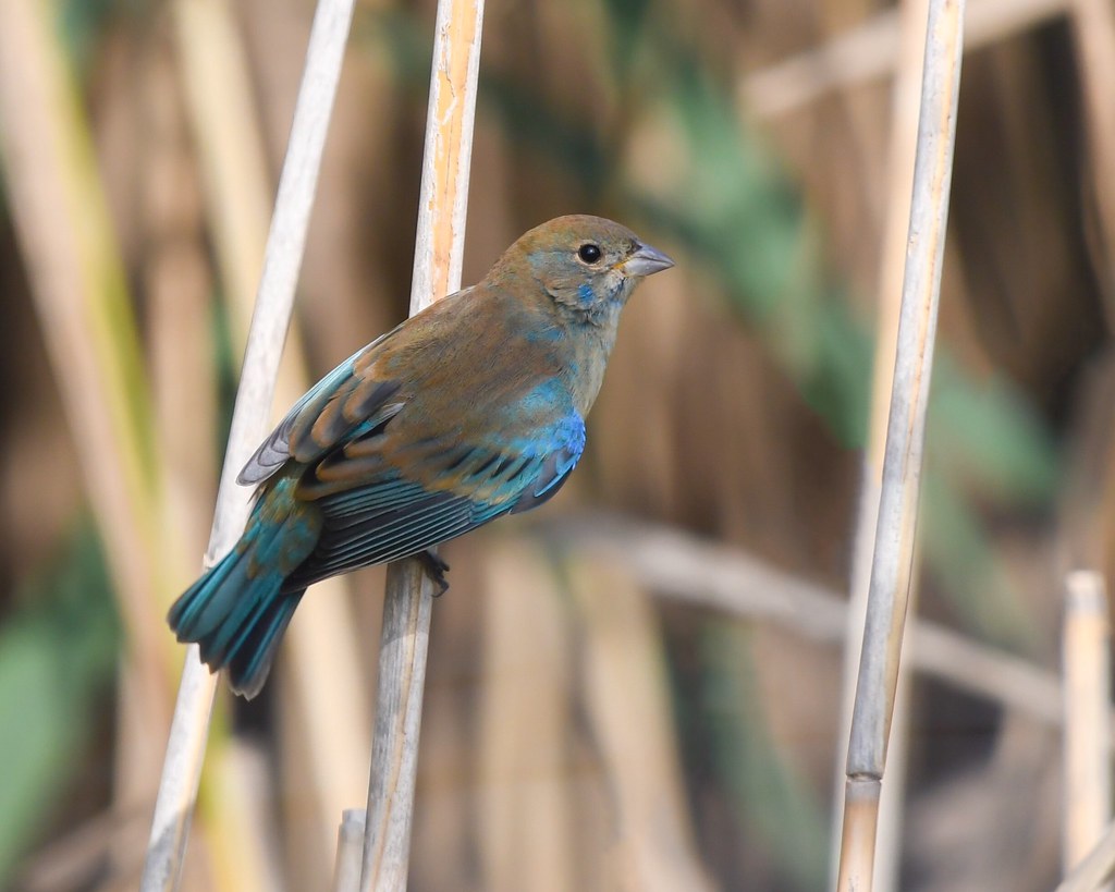 Indigo bunting (juvenile male) Andy Raupp Flickr