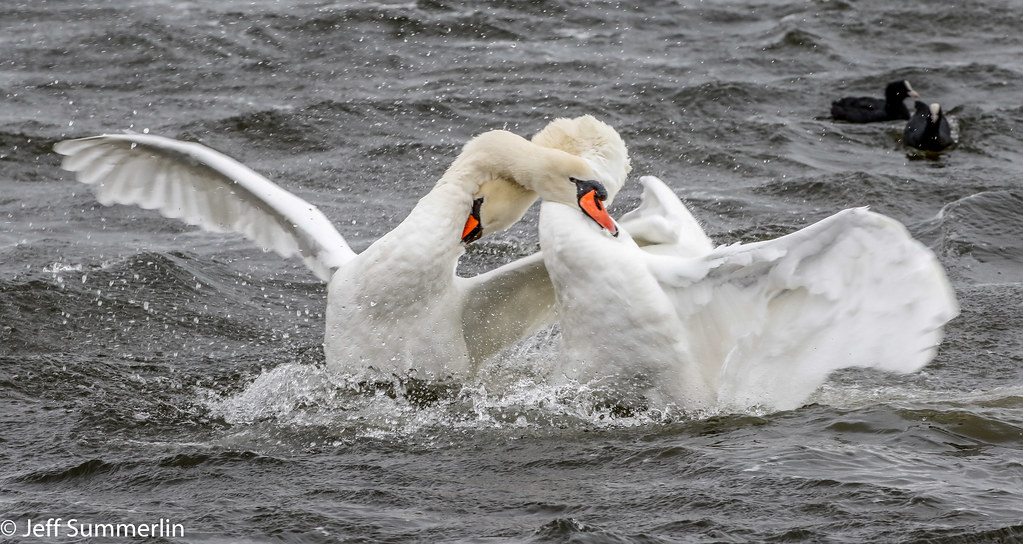 Pecking order Mute swans establishing just who's the boss.… Flickr