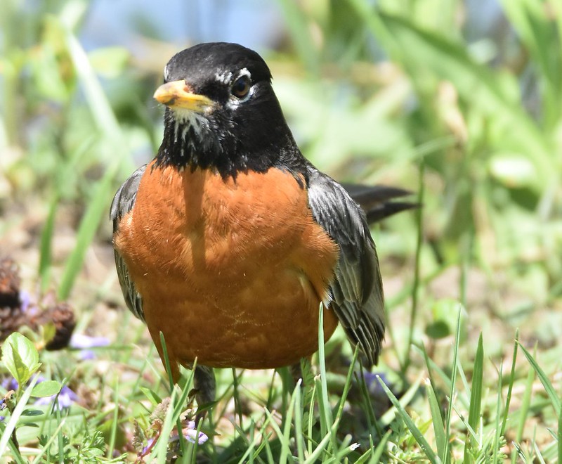 I saw these two Robins enjoying the day at Kensington Park, Milford