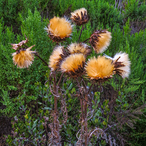 San Diego Autumn (2) Dried thistle flowers Dried Thistle … Flickr