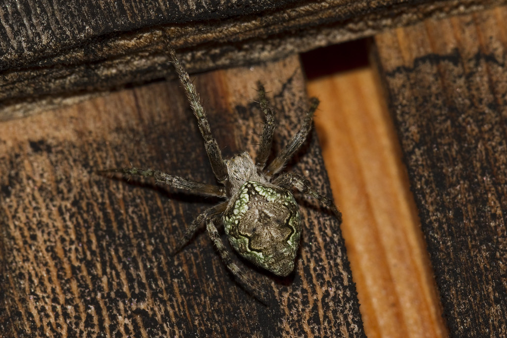A Green Garden Orb Weaver July 23, 2019 This big spider wa… Flickr