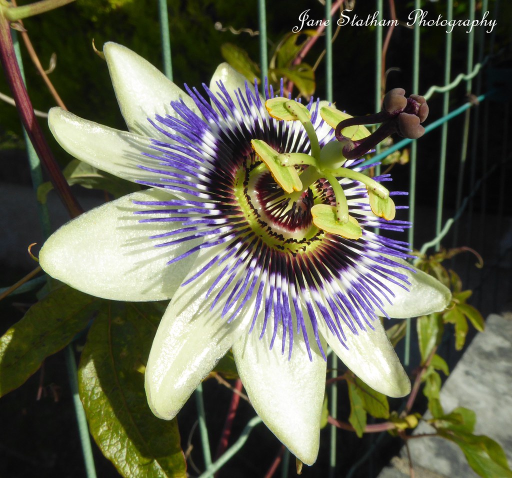 My Passion Flower Passion. This grows on a tiny vine which… Flickr