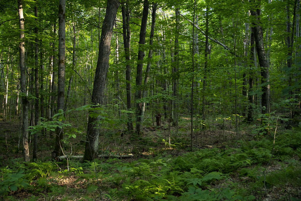 Wabikon, 2019 Wabikon, WI, USA Forest Global Earth Observatory