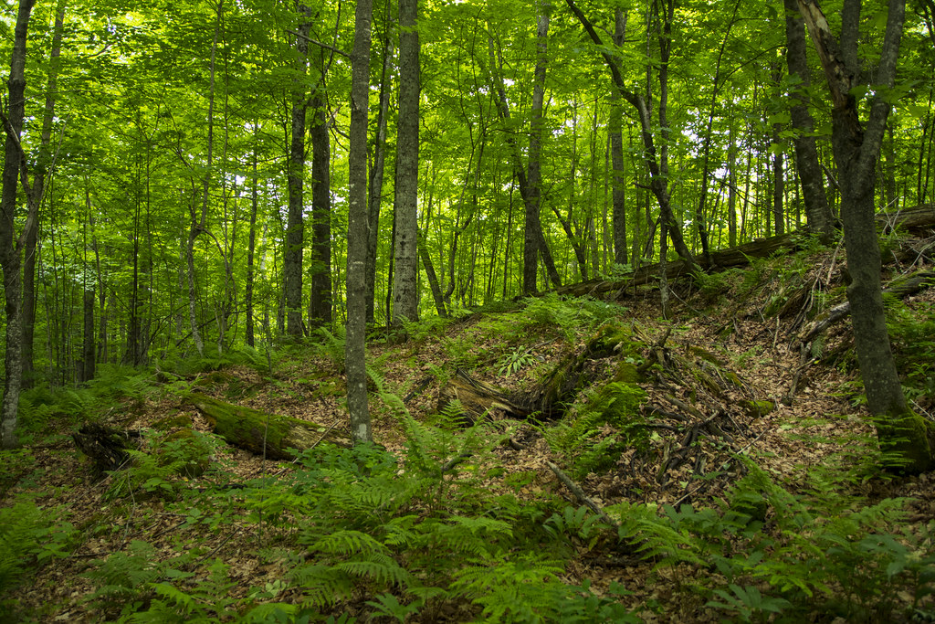 Wabikon Understory Wabikon, WI, USA Forest Global Earth Observatory