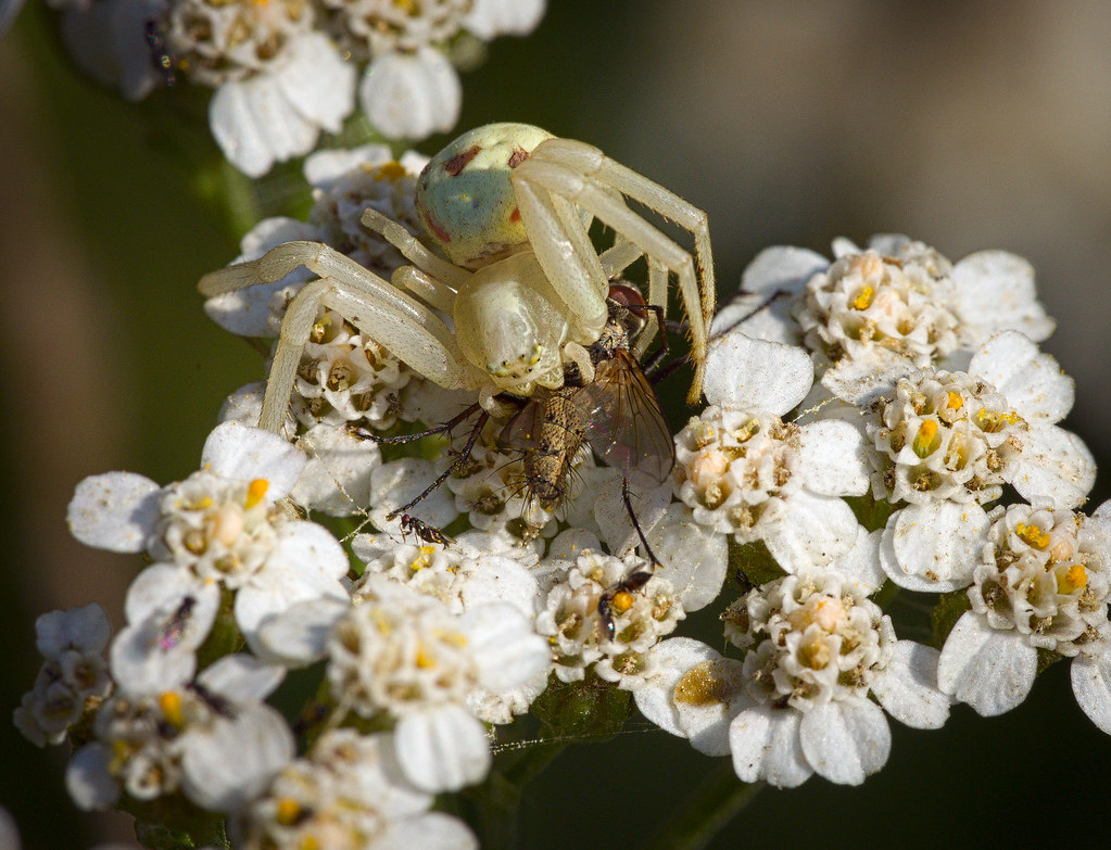 Flower crab spider Flower crab spider (Misumena vatia) fem… Flickr