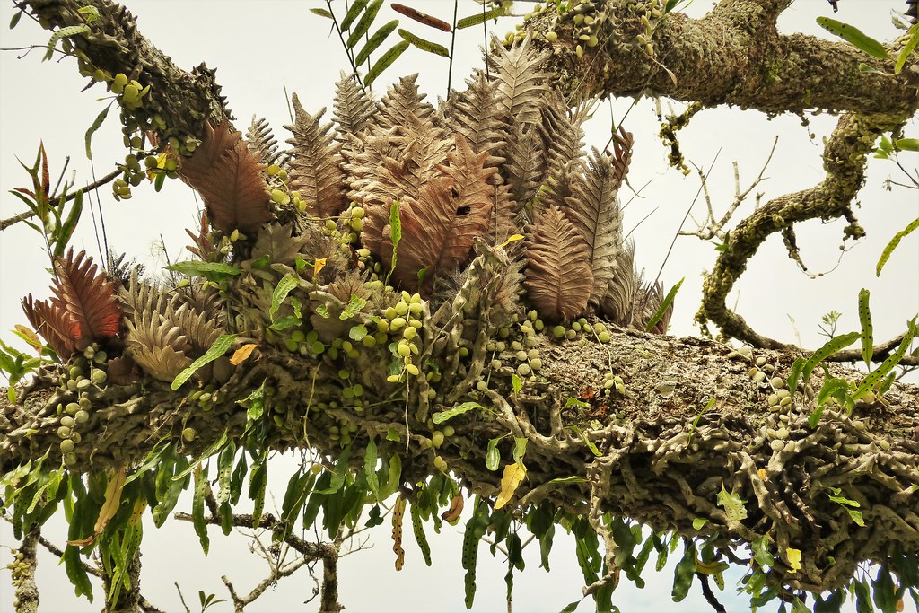 Arboreal plants Variata National Park. Port Moresby PNG gailhampshire Flickr