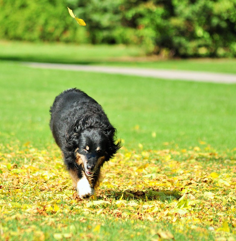 White Haven Park 2019 Flickr