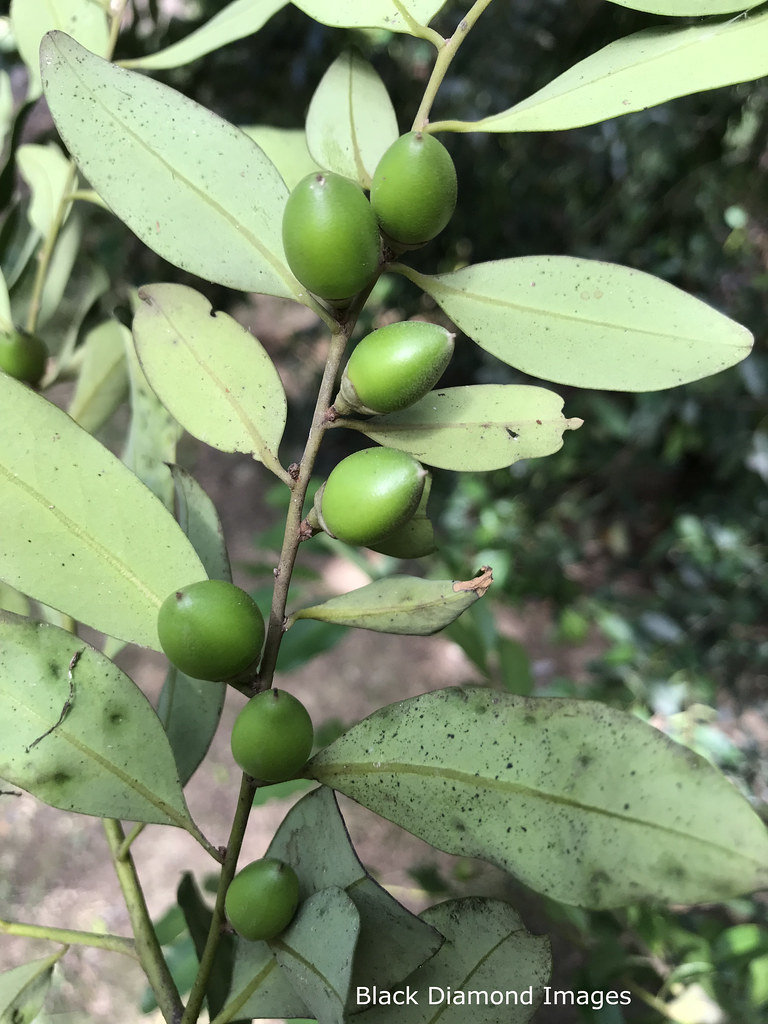 Diospyros australis Black Plum © All Rights Reserved B… Flickr