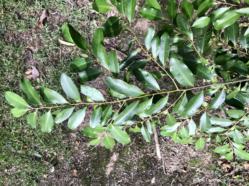 Diospyros australis Black Plum © All Rights Reserved B… Flickr