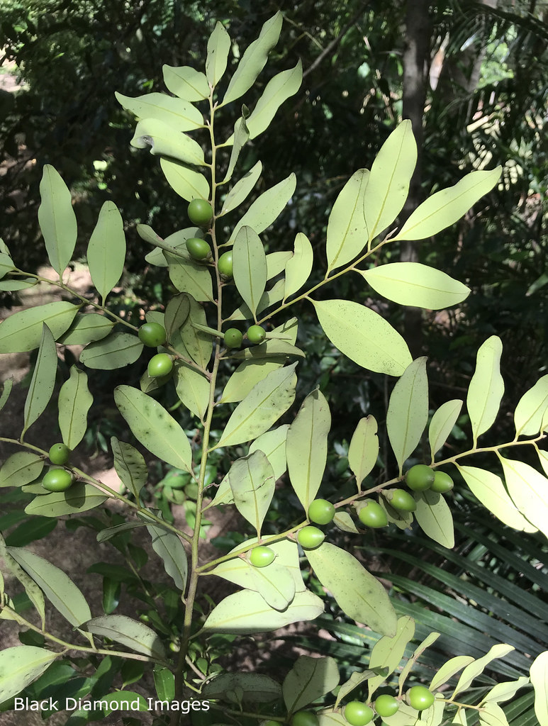 Diospyros australis Black Plum © All Rights Reserved B… Flickr