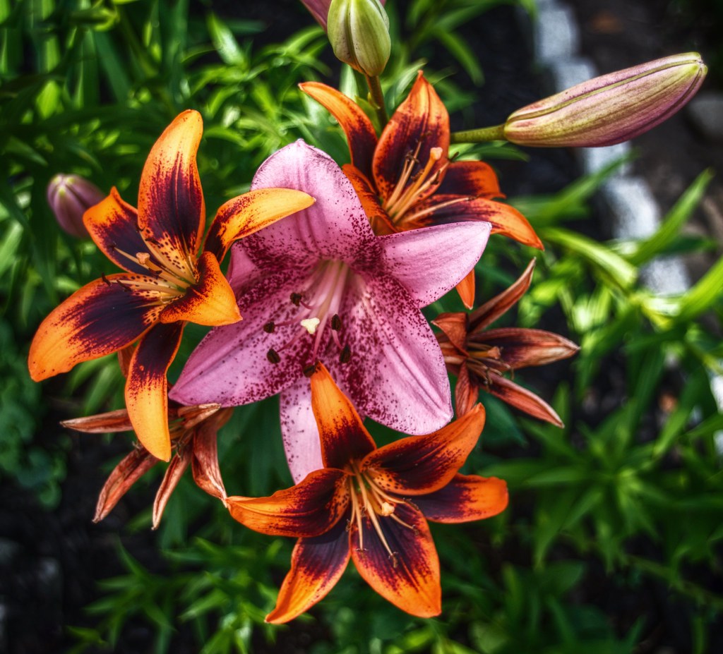 Brampton Ontario Canada Alderlea Mansion Garden Flow… Flickr