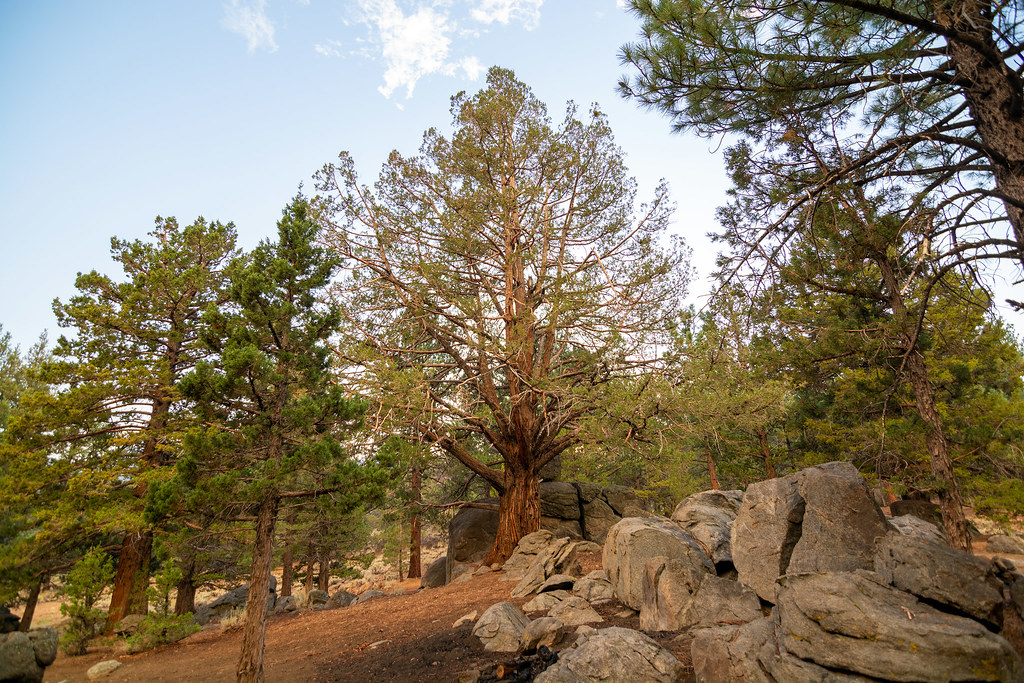 Sequoia National Forest Sequoia National Forest is located… Flickr