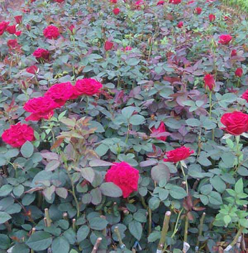 Rose Flower in Bhopal Find here top Rose Plants Supplier a… Flickr