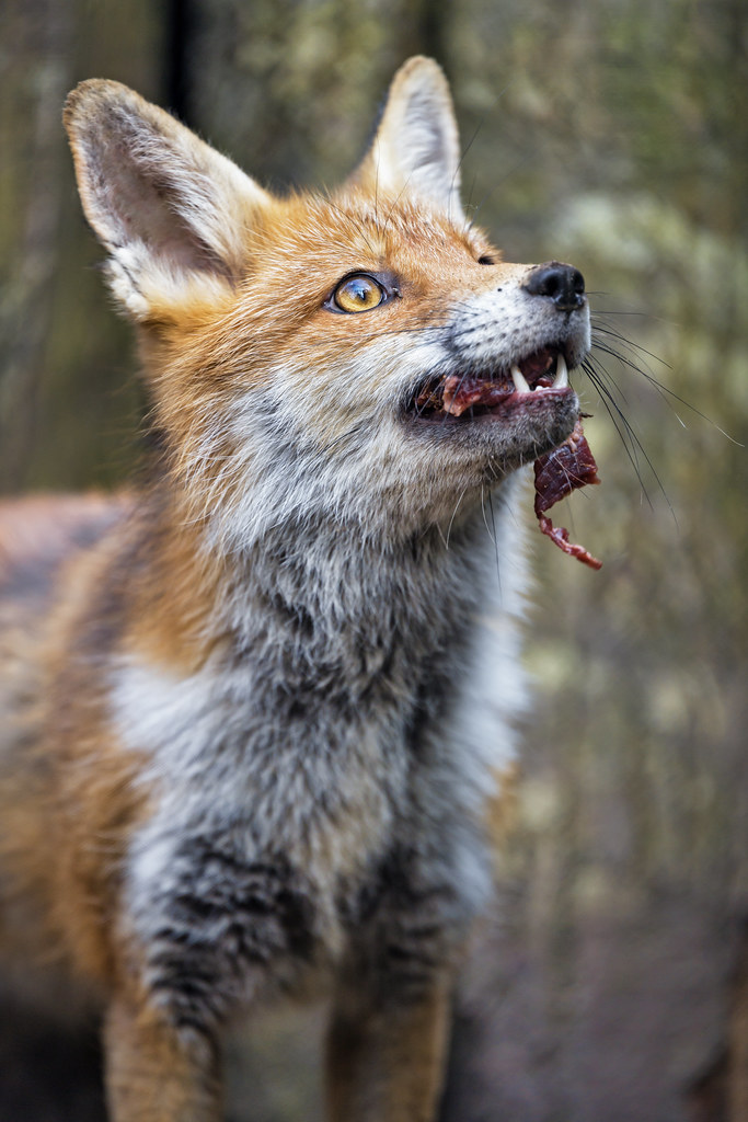 Fox with meat, again... I could take a few good shots duri… Flickr