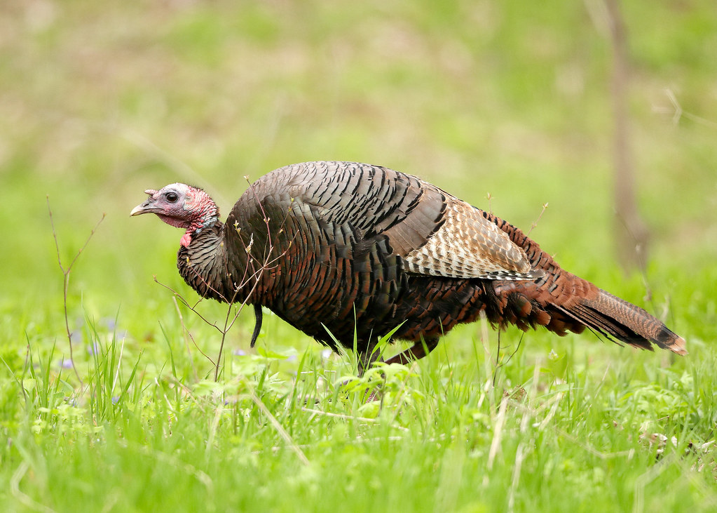Wild Turkey Meleagris gallopavo Ontario, Canada. May 2019.… Flickr