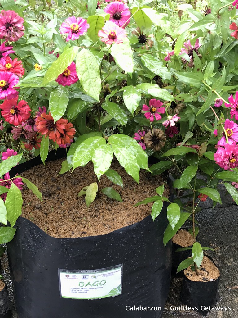 mocafamilyfarmbatangas.jpg Indigeneous Native Plants in… Flickr