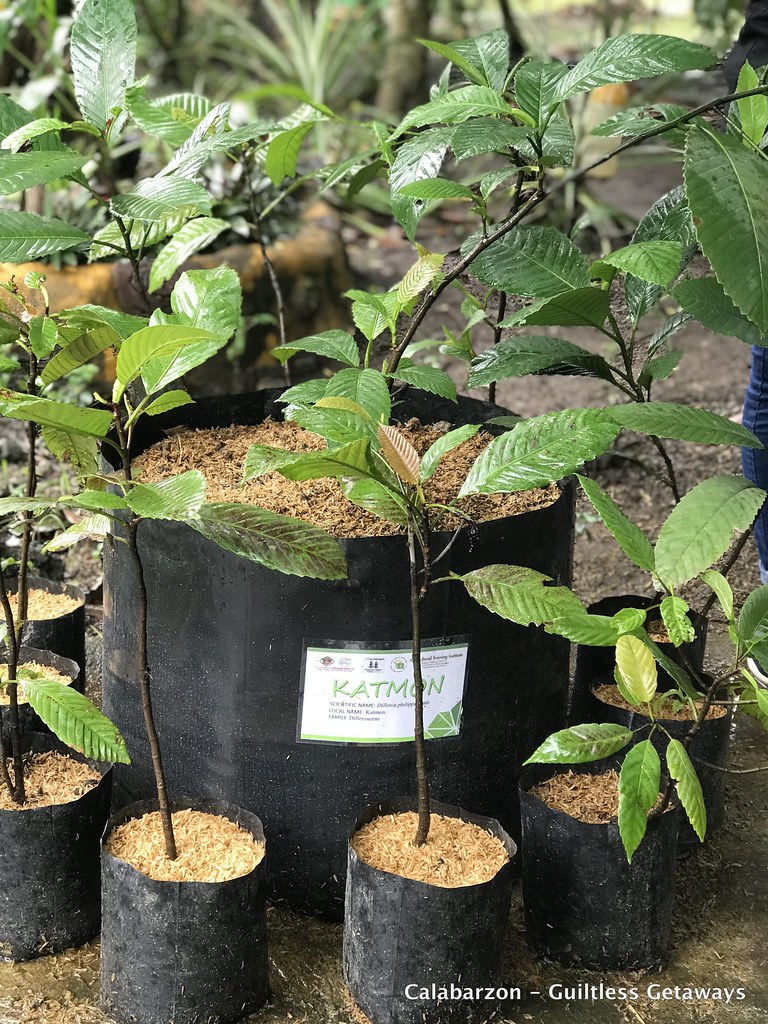 mocafamilyfarmbatangas.jpg Indigeneous Native Plants in… Flickr