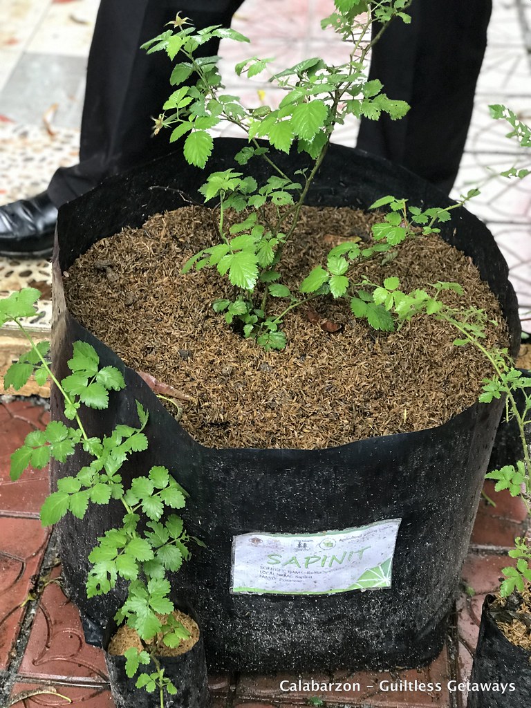 mocafamilyfarmbatangas.jpg Indigeneous Native Plants in… Flickr