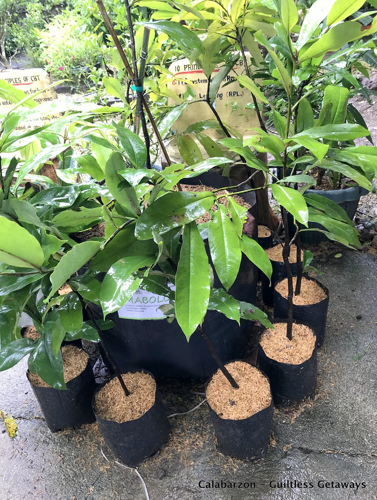 mocafamilyfarmbatangas.jpg Indigeneous Native Plants in… Flickr