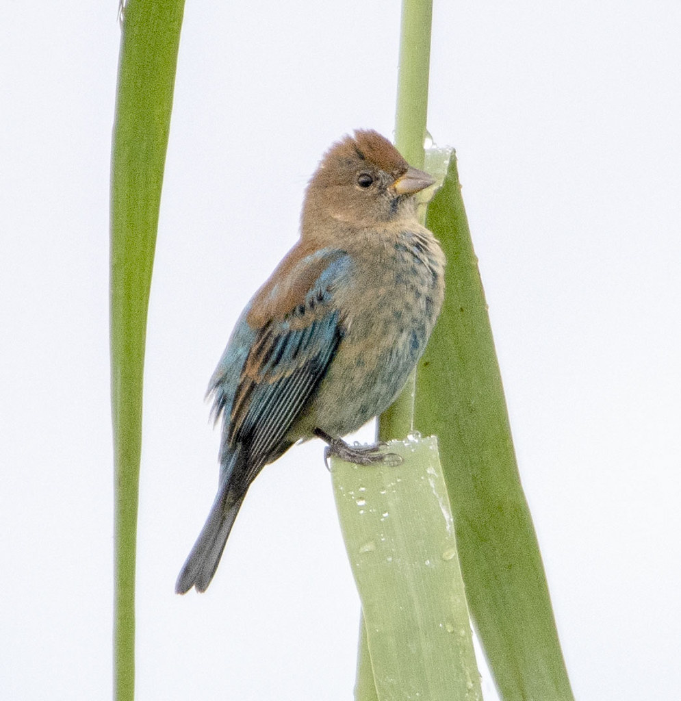 Indigo Bunting, Juvenile Indigo Bunting, Juvenile Flickr