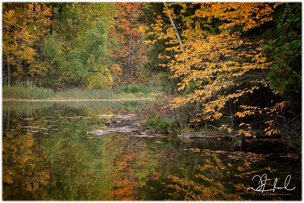 mallard pond A pond along the trail early in my morning ou… D J