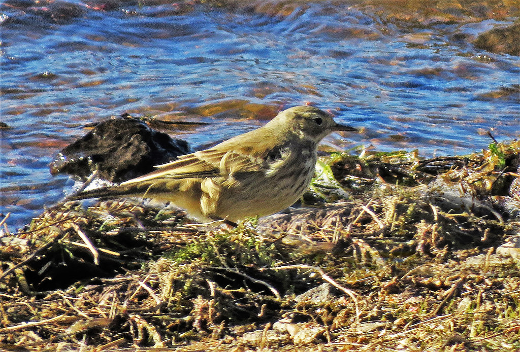 American Pipit Lee Valley Reservoir, Apache County, AZ.j… Flickr