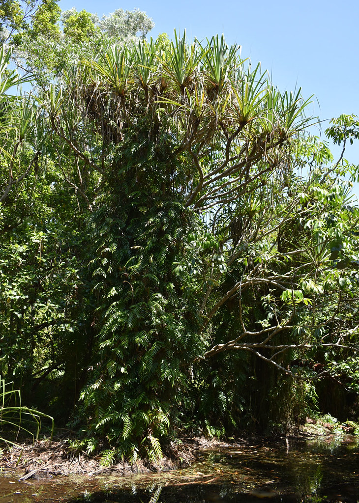 Stenochlaena palustris on Pandanus solmsbaubachii, Centen… Flickr
