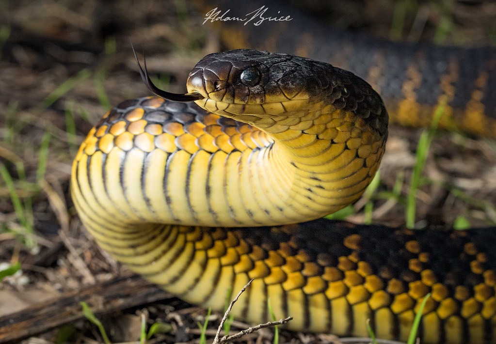 Tiger snake a photo on Flickriver