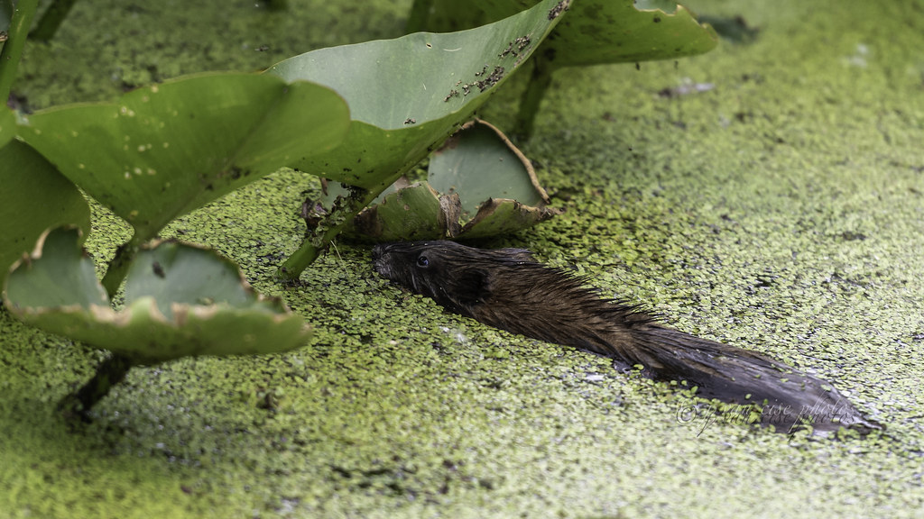 Musquash Huron River and Watershed "Courage. What makes … Flickr