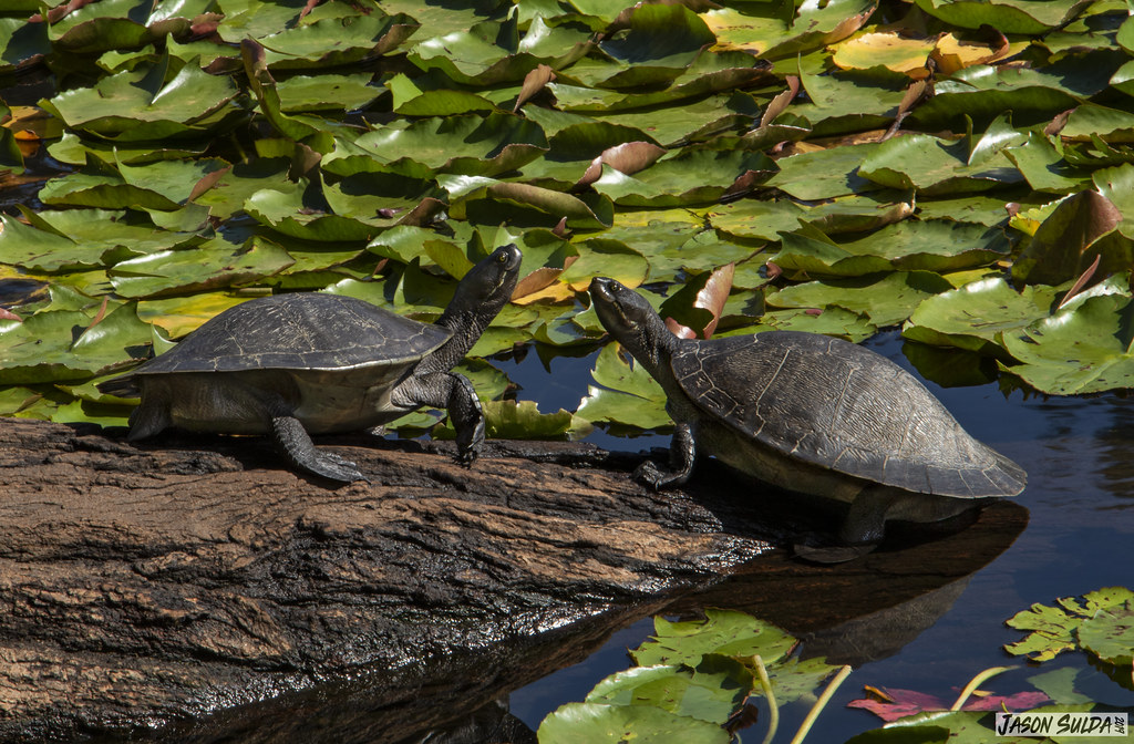 Brisbane River Turtle (Emydura macquarii signata) Enoggera… Flickr