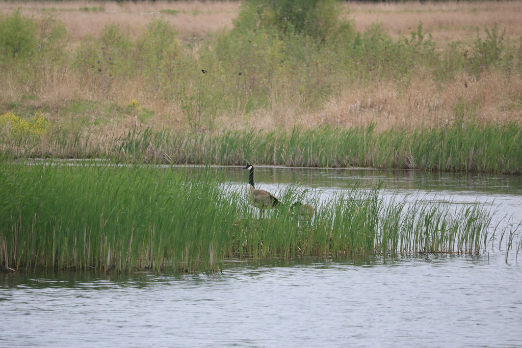 Jelke Creek Bird Sanctuary j.miner Flickr