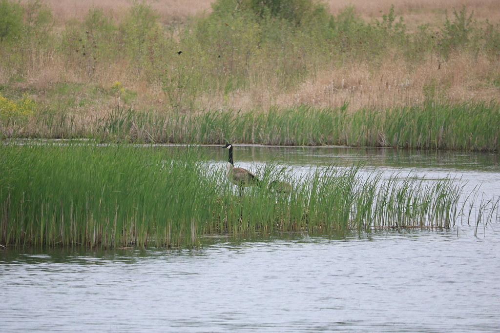 Jelke Creek Bird Sanctuary j.miner Flickr
