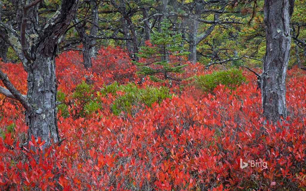 Highbush blueberry plants in Acadia National Park, Maine Flickr