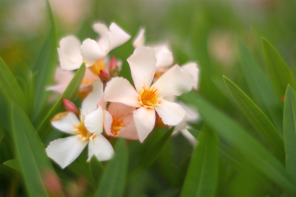 ¡Que laureles tan verdes!... Francisco Carabez Flickr
