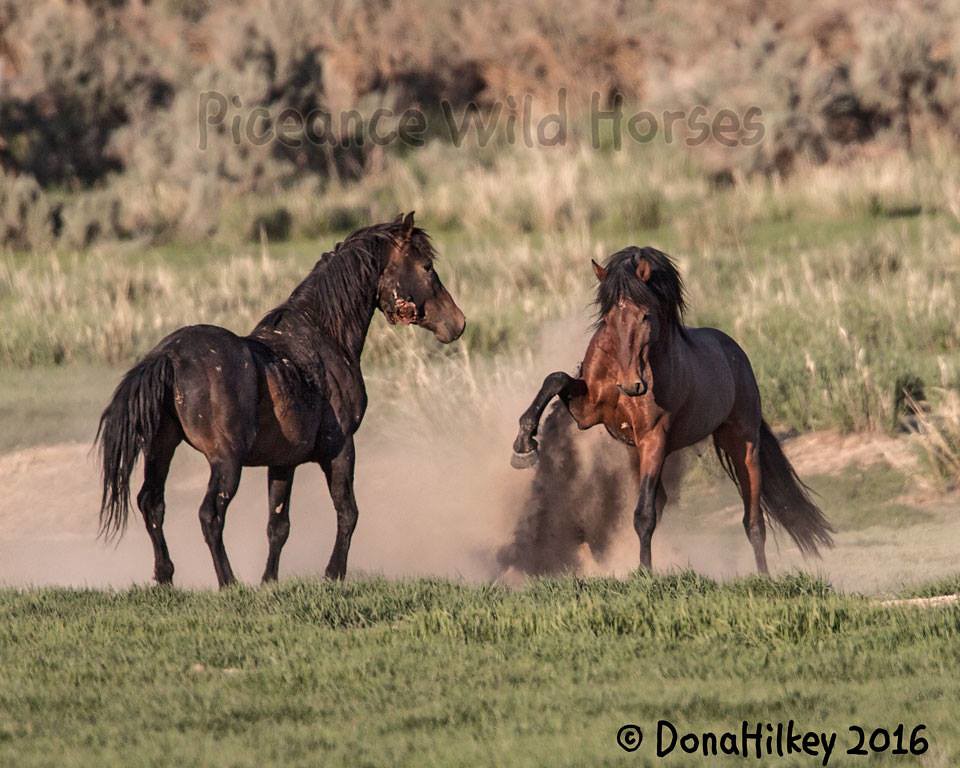 Piceance Wild Horses PiceanceEast Douglas HMA Dona Hilkey Flickr