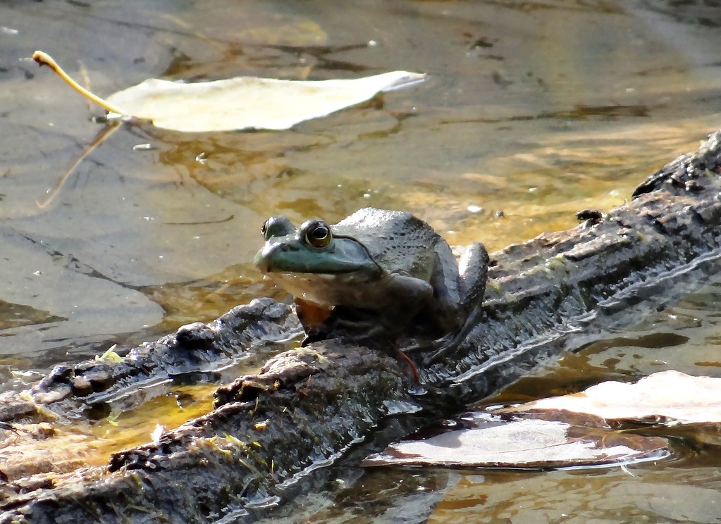 Wednesday's frog was alone on an October afternoon. Americ… Flickr