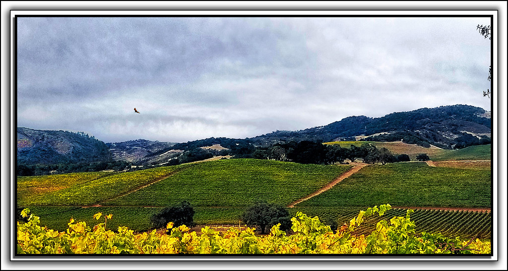 Kunde Vineyards Mark Flickr