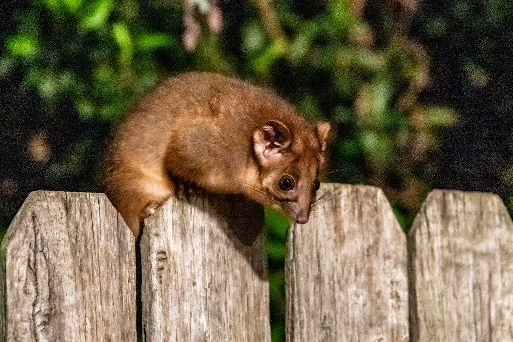 Baby Ringtail Possum Juvenile Ringtail Possum on fence in … Flickr