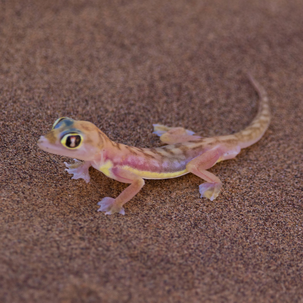 Namib sand gecko or Namib webfooted gecko Namib sand