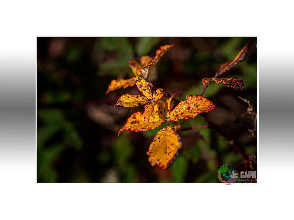 “Tout l’automne à la fin n’est plus qu’une tisane froide.”… Flickr