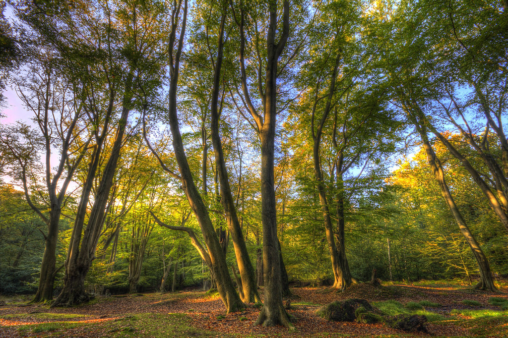 Epping Forest Cycle Ride 5 Dancing with light Dave Gordon Flickr