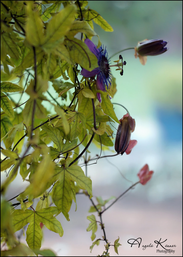 My Passion Flower Plant... is spending the winter indoors … Flickr