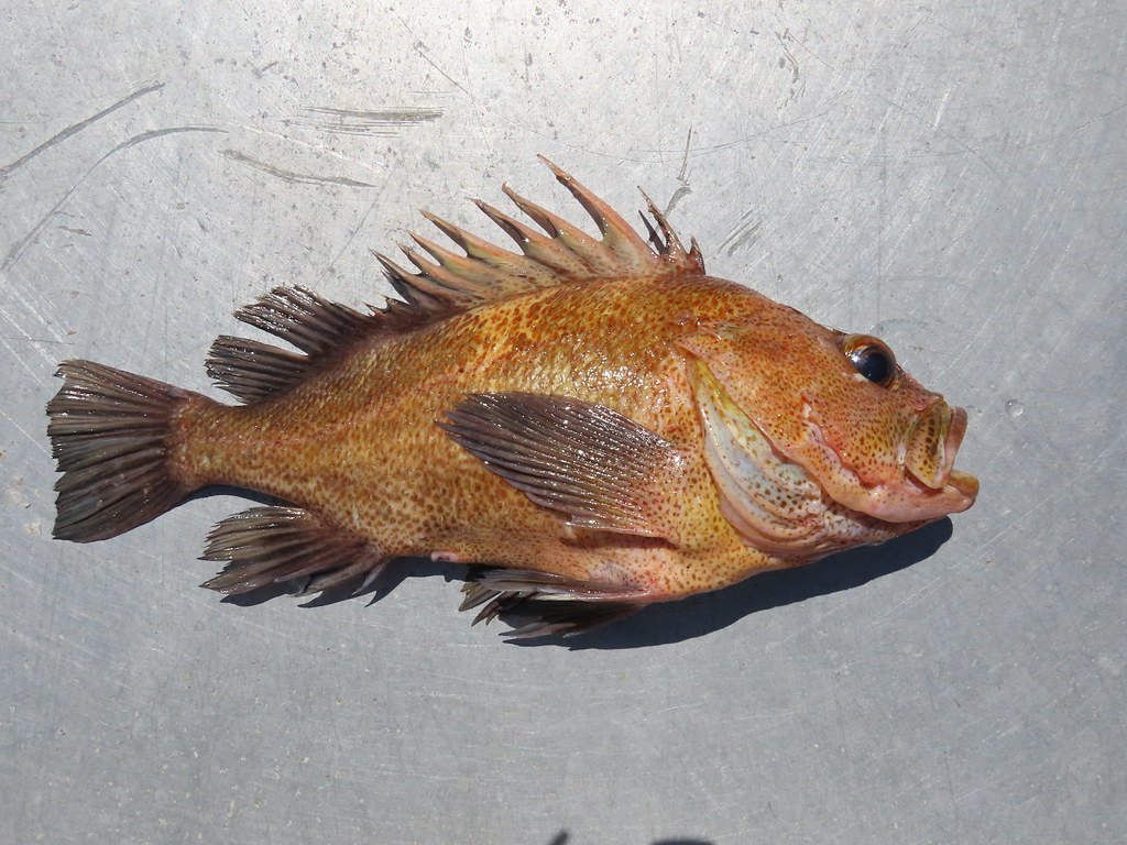 Quillback Rockfish