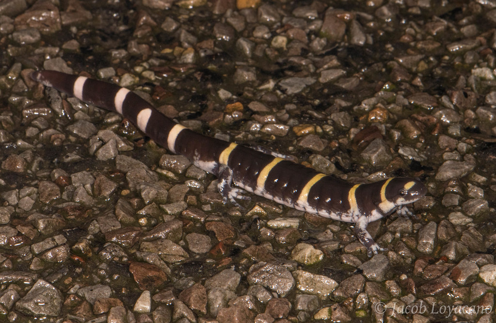 Ringed Salamander (Ambystoma annulatum) Ringed Salamander … Flickr