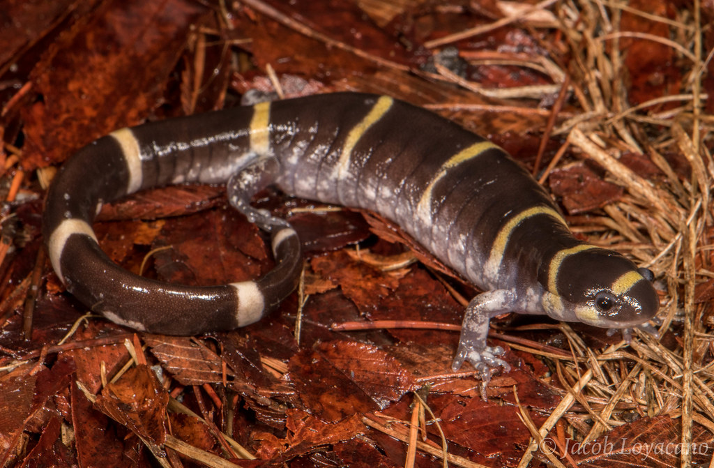 Ringed Salamander (Ambystoma annulatum) Ringed Salamanders… Flickr