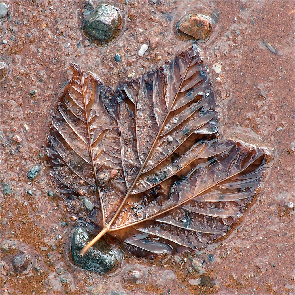 Future fossil, Lower Economy, Nova Scotia Taken at low tid… Flickr